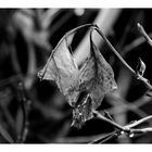 Dead leaf