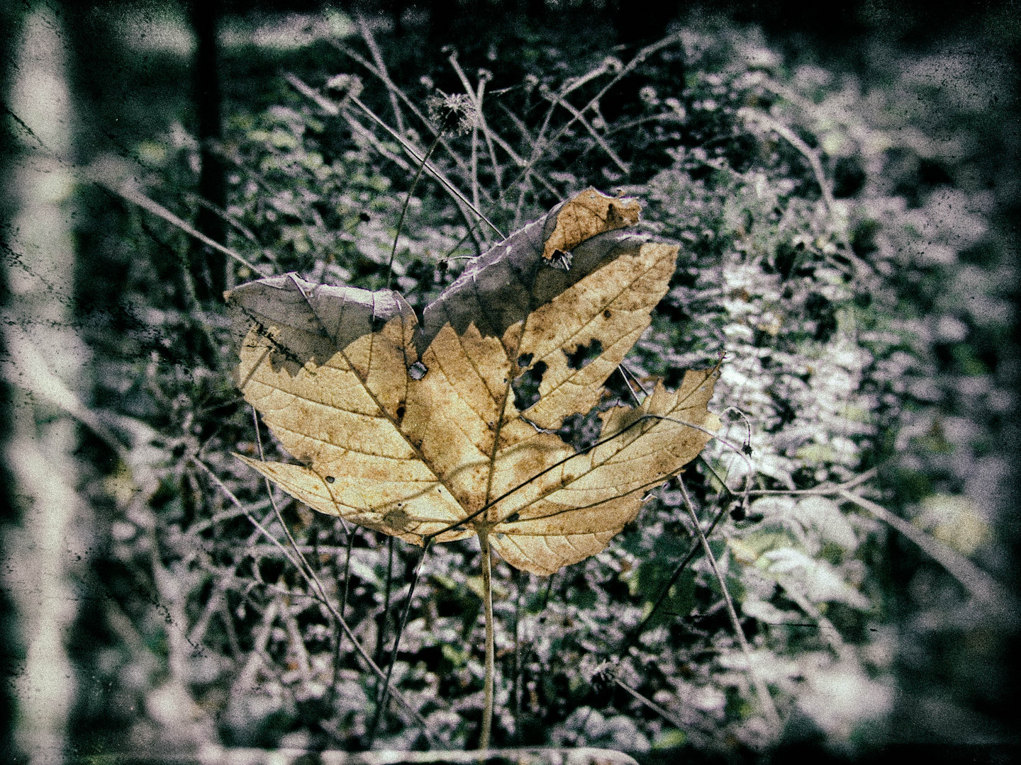 dead leaf II