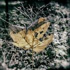 dead leaf II