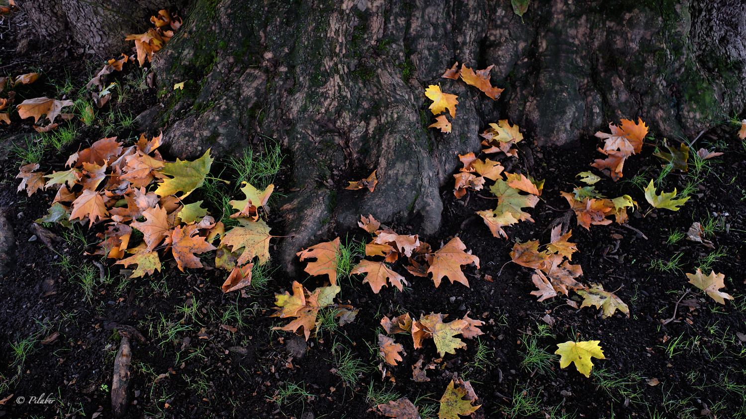 Dead leaves