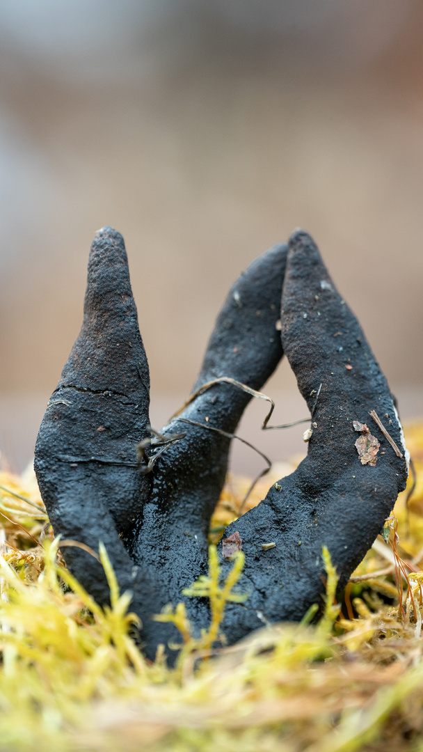 Dead man's fingers