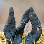 Dead man's fingers