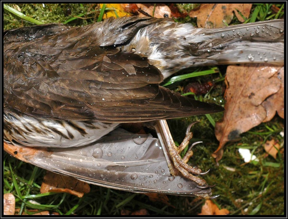 dead Mistle Thrush