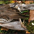 dead Mistle Thrush