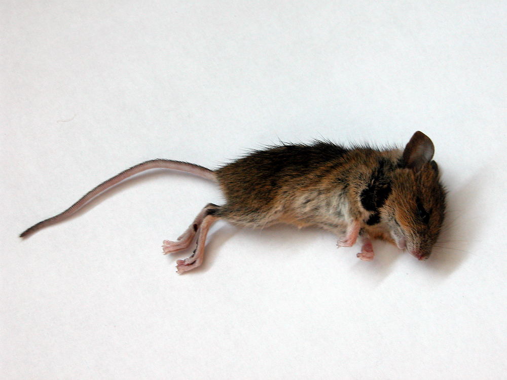 dead mouse #2
