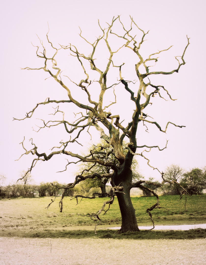 dead oak