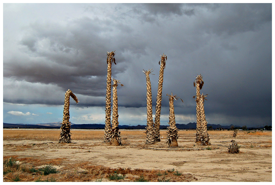 Dead Palm Trees