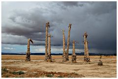 Dead Palm Trees