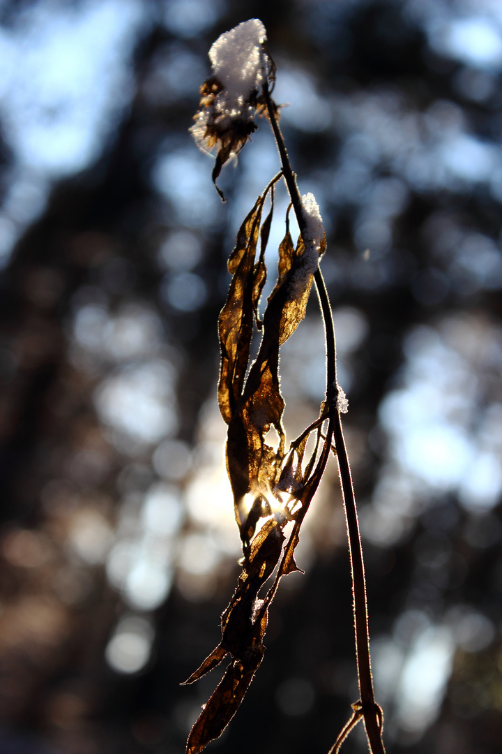 Dead Plant