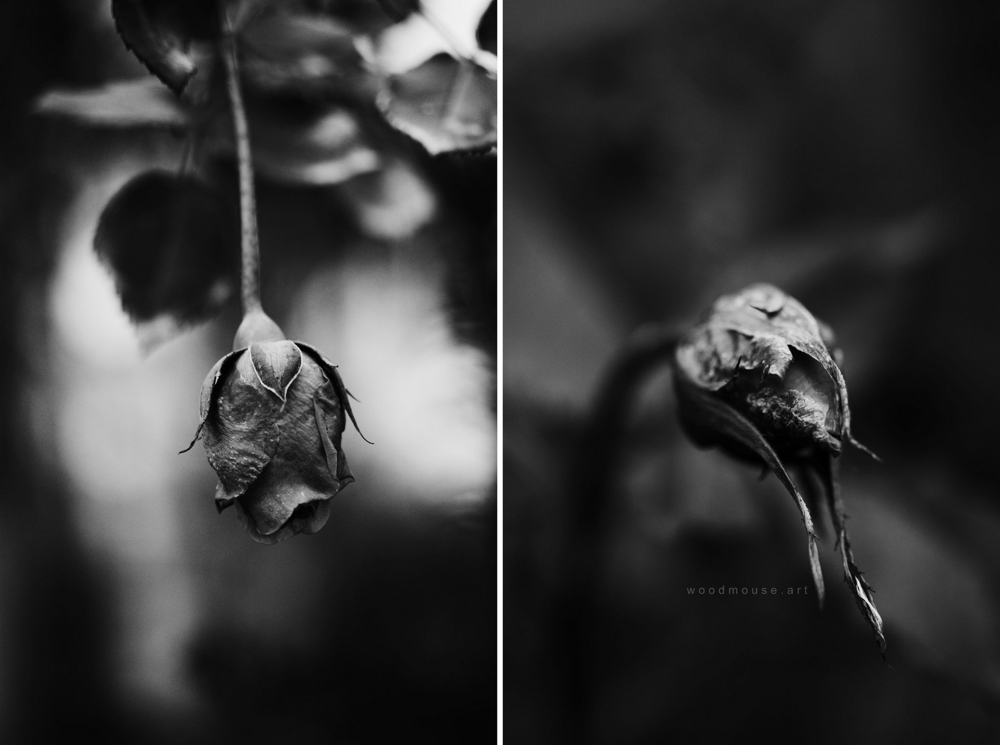 Dead Rose.