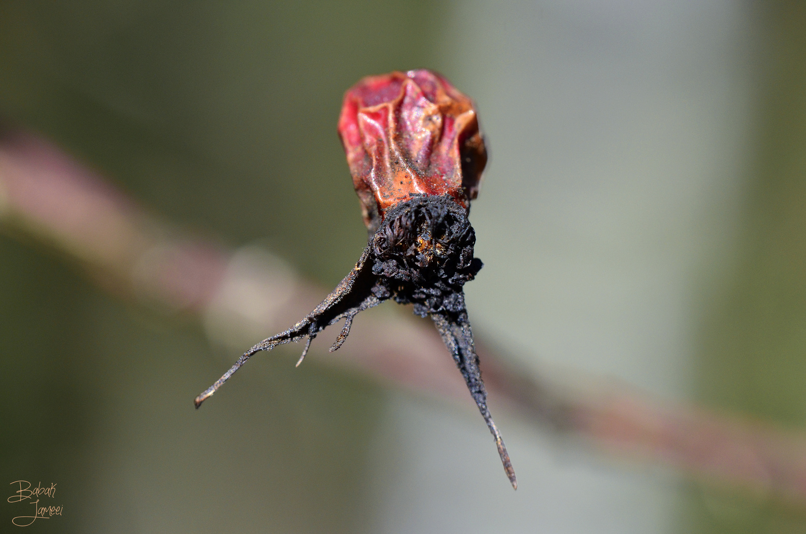 Dead rose hip