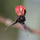 Dead rose hip