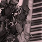 Dead roses piano
