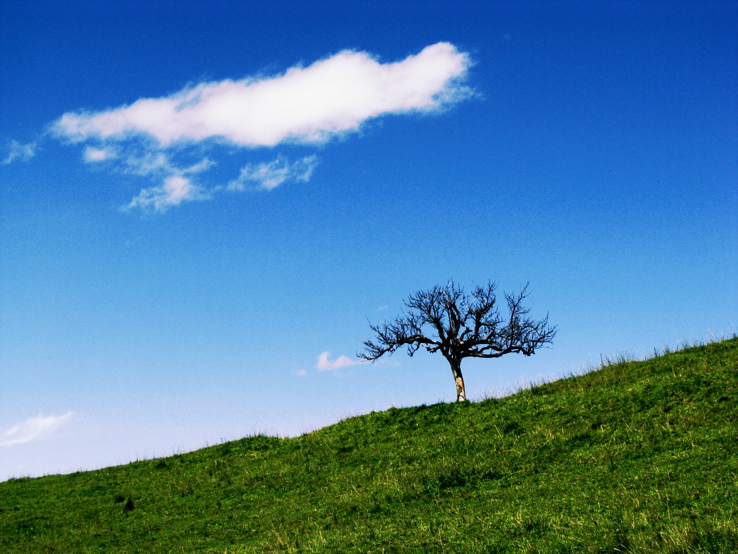 Dead Single Tree