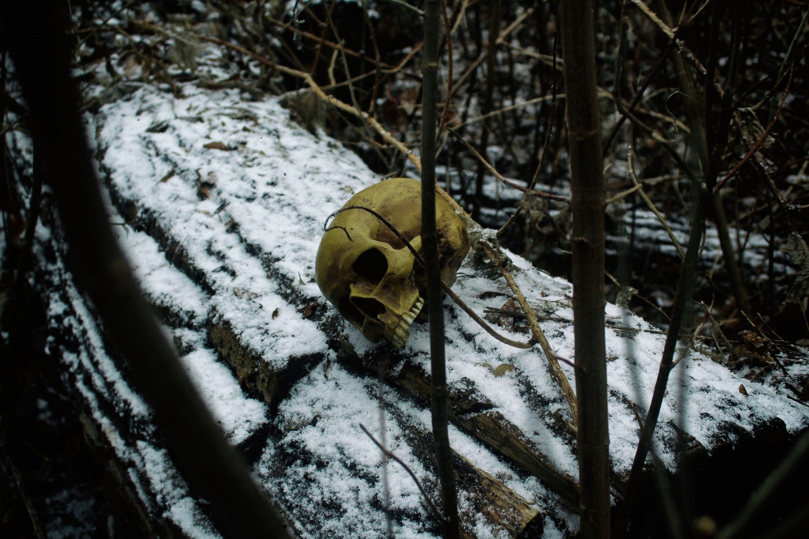 Dead Snow