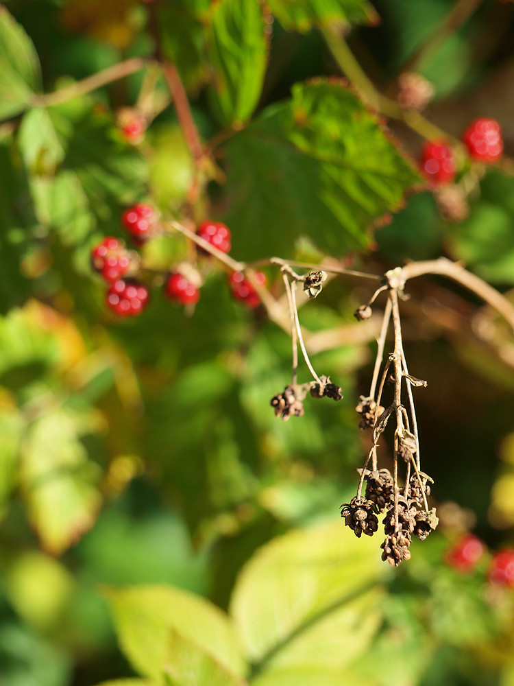 dead summer fruits meet fightin' autumn harvest...