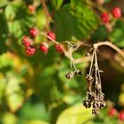 dead summer fruits meet fightin' autumn harvest...