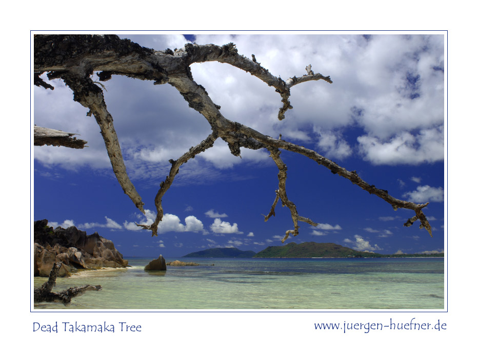 dead takamaka tree