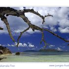 dead takamaka tree