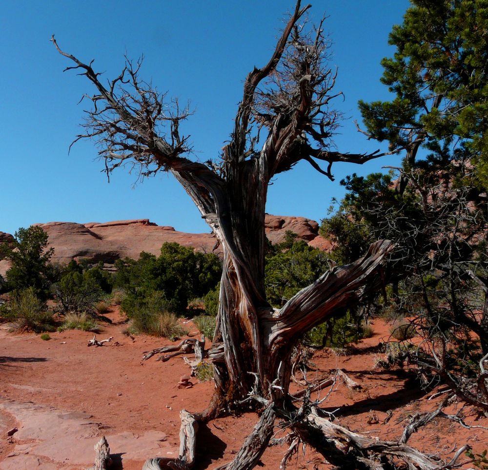 Dead Tree