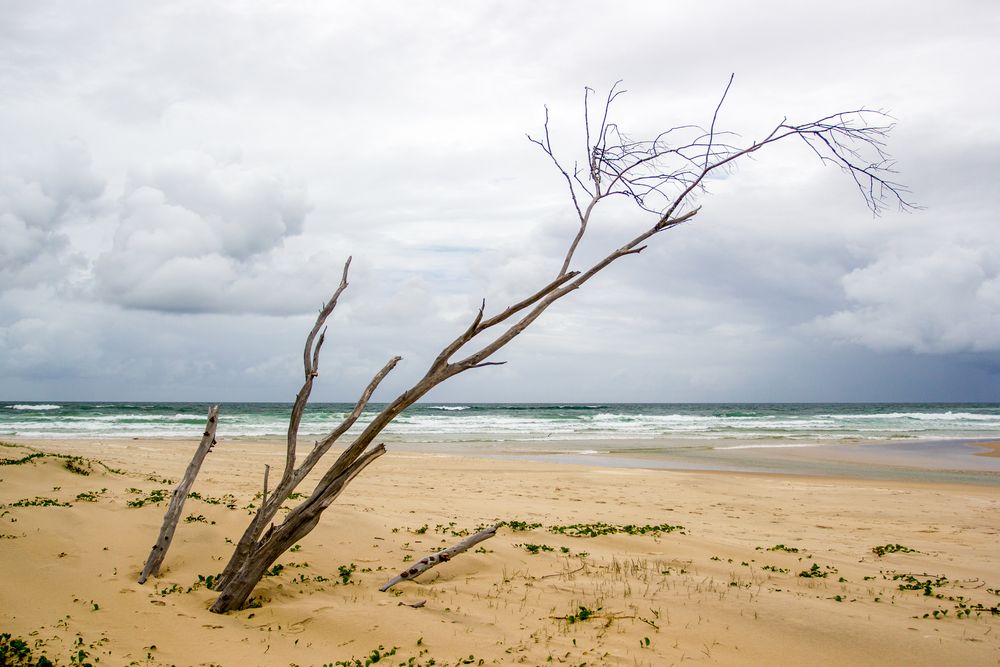 Dead Tree