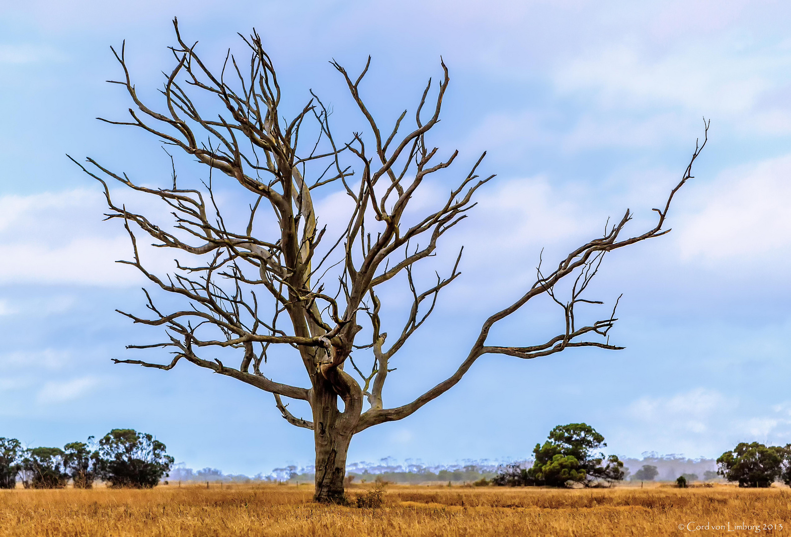 Dead Tree