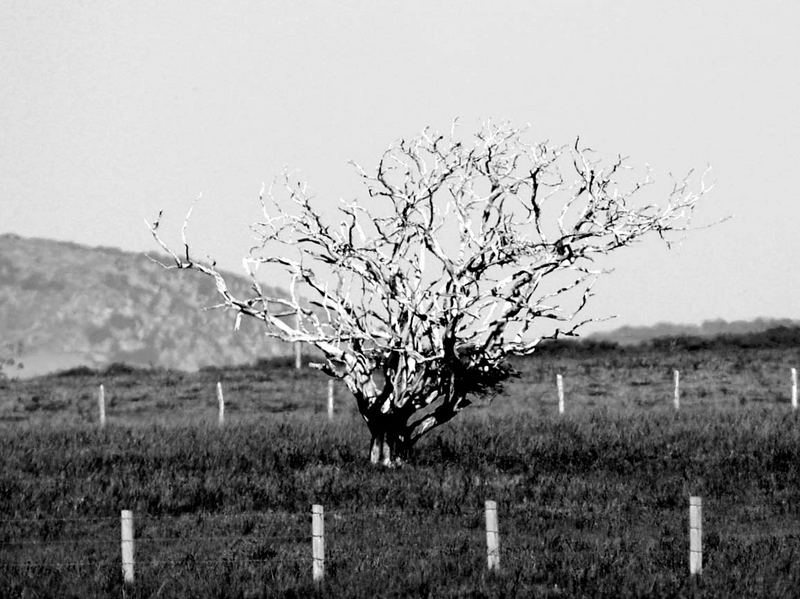 Dead Tree