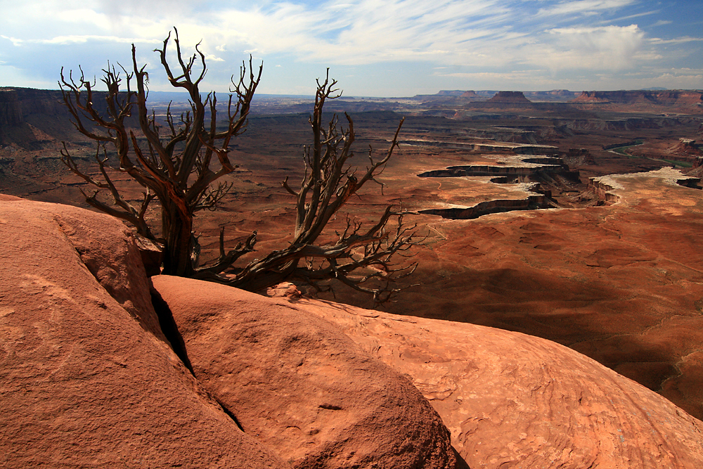 Dead Tree