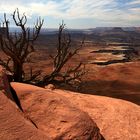 Dead Tree