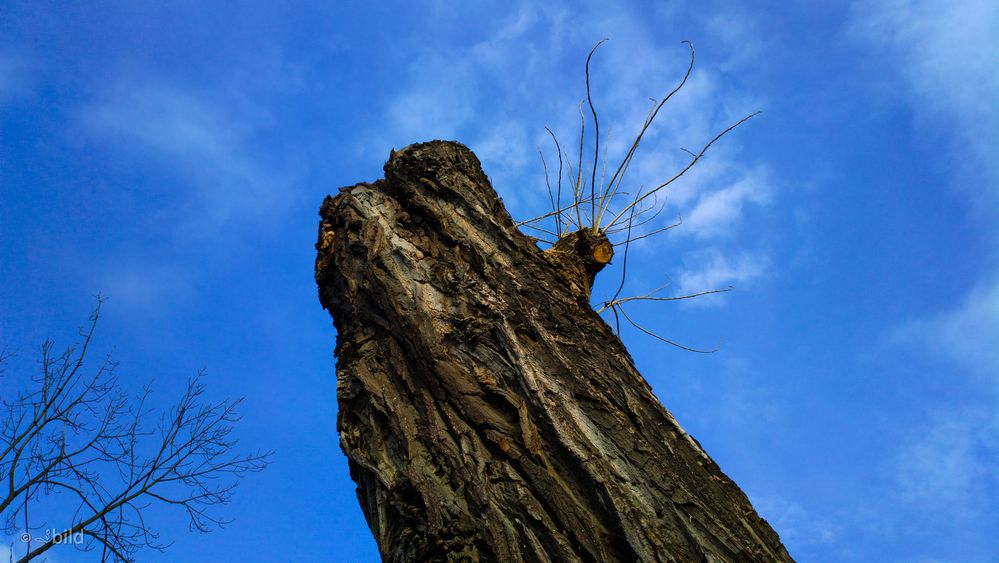 dead tree