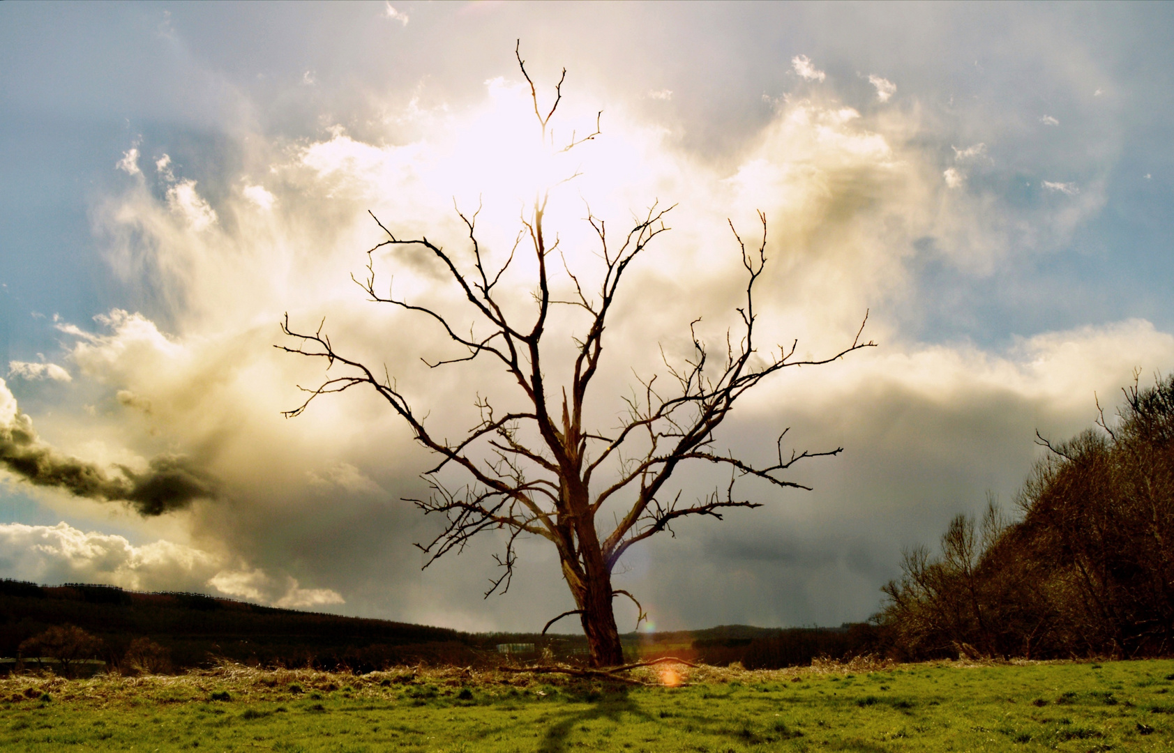 Dead tree