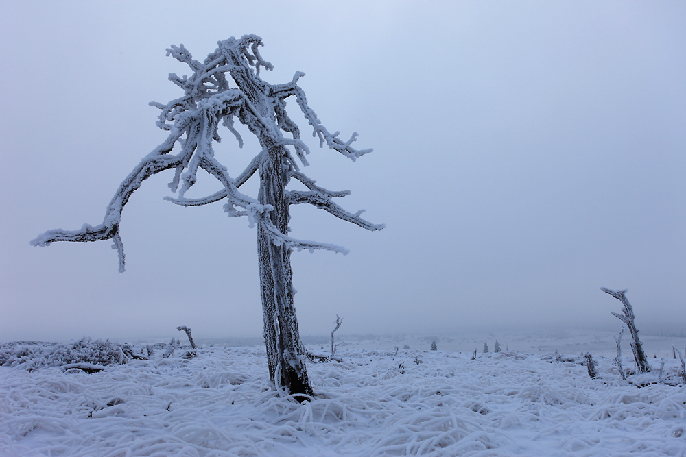 Dead Tree