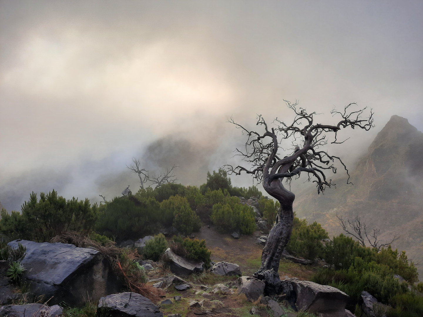 Dead Tree