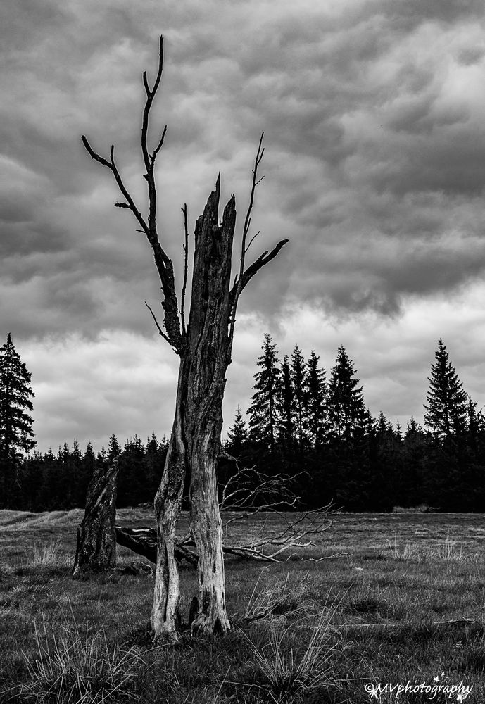 dead tree