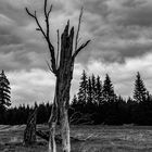 dead tree