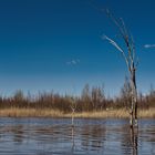 Dead tree.