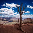 Dead Tree am South Rim