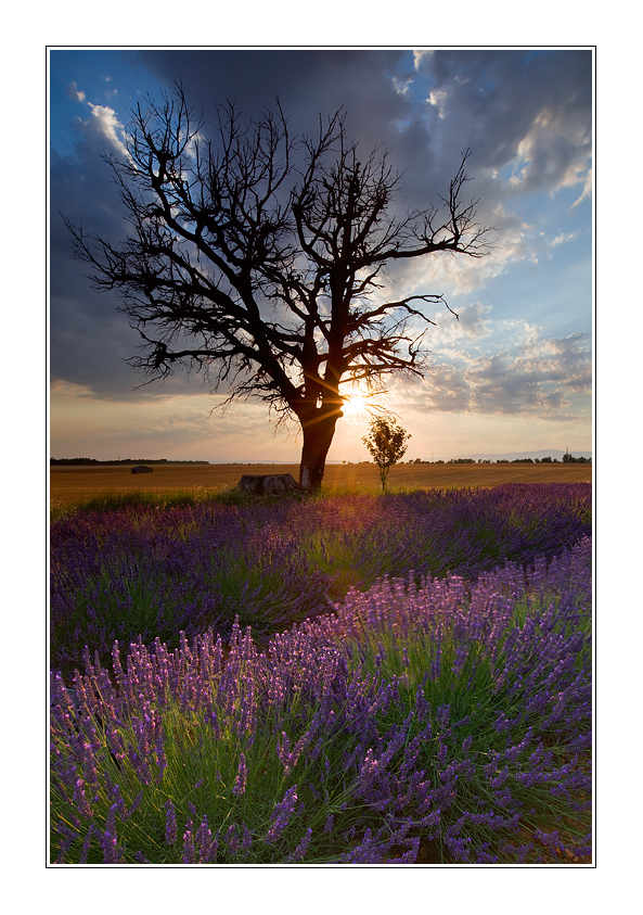 Dead tree and live fields