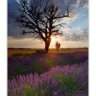 Dead tree and live fields