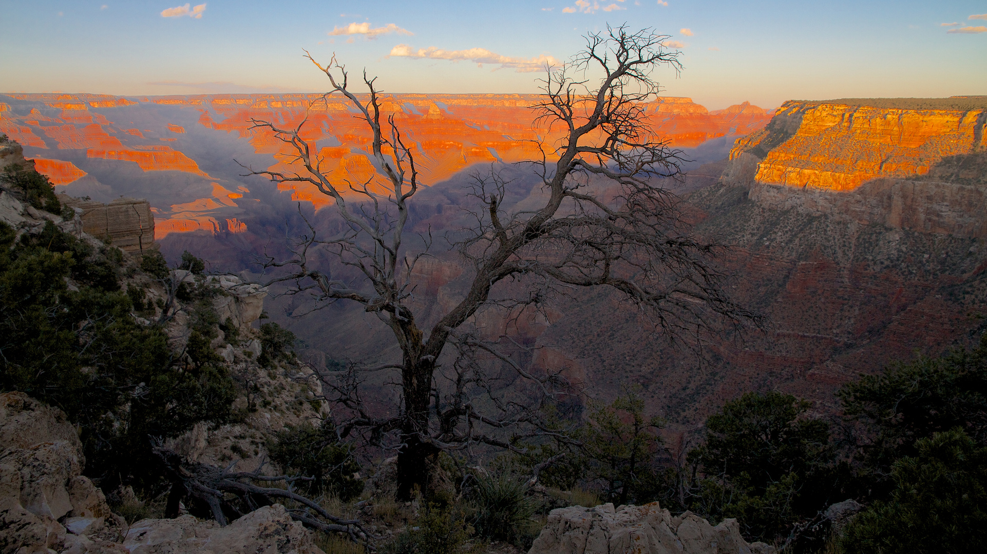 Dead tree at Grand Canyons South Rim