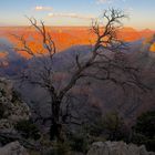 Dead tree at Grand Canyons South Rim