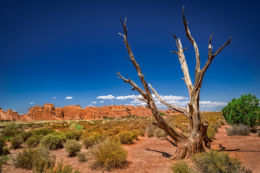 dead tree 