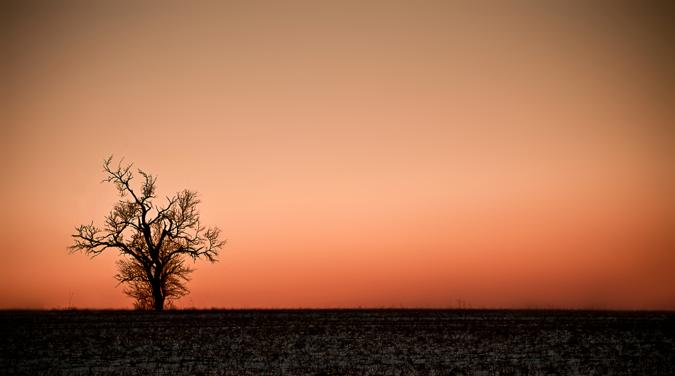 Dead Tree