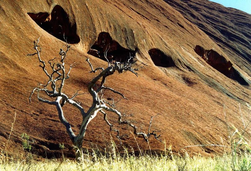 dead tree