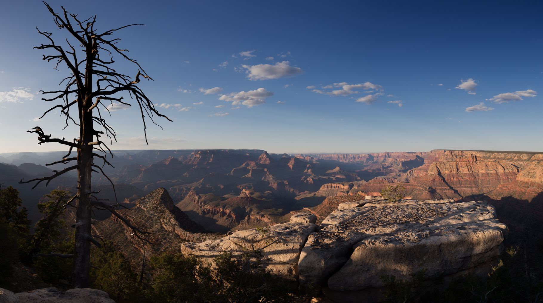 Dead Tree Deep (5f-Pano)