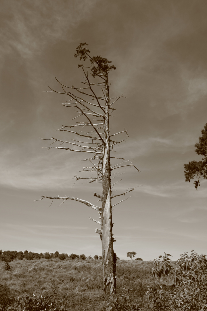 dead tree