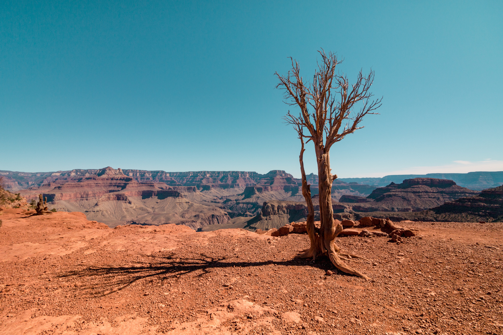 Dead Tree