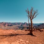 Dead Tree