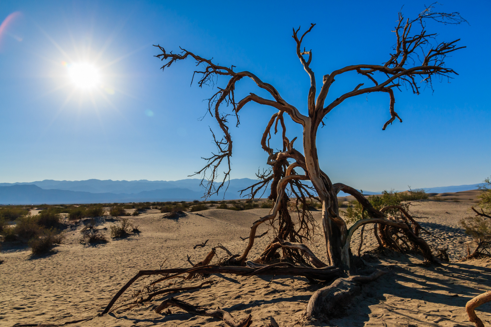 Dead Tree