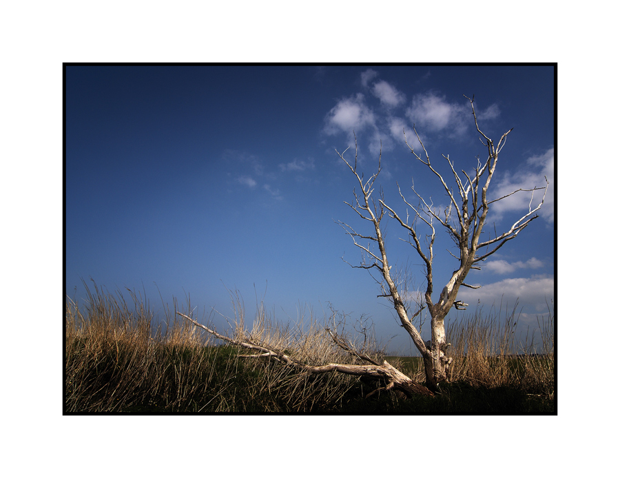 Dead tree in Friesland